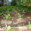 삼박농장 이미지