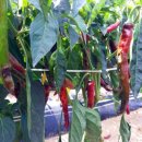 정읍시 농업기술센터 이미지