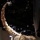 알라모사우루스 이미지