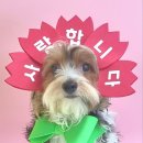 알로하 강아지유치원 호텔 이미지