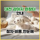 1668 | 대전 강아지 화장터 찾는다면? 반려견 장례식장 인근 검증된 곳 비용, 후기 확인했습니다.