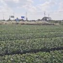 익수농장 | 제주 여행을 다녀왔습니다. 귤 따기 체험해서 직접 귤을 땄습니다.