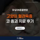 협진반점 | 고양이 혈관육종 코 종괴 치료 후기