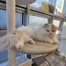701아를고양이카페(cat in the art) 이미지