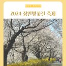 장안벚꽃길 | 동대문구 장안동 중랑천 벚꽃축제 장안벚꽃길 아기랑 산책