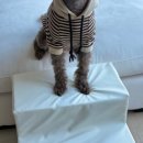 스윗테일 이미지