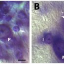 Re: neuron, glia cell 1:1 이미지