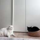 묘봉지 | 집사일기) 고양이사료 고민 끝! 힐스 어덜트7+ 인도어 1.6kg 시니어 묘 집사의 솔직 후기