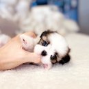 츄츄 동물병원 | 송파강아지분양 귀족 댕댕이 시츄