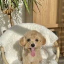 클라우드독 미용실 이미지