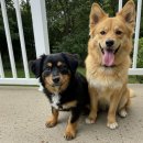 올블링 펫 부티끄 애견용품 | 여름 휴가, 우리 댕댕이 두고 갈 순 없잖아? 펫프렌들리 여행지의 모든 것!