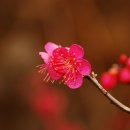 생태숲펜션 Daum카페