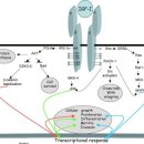 진행된 전립선암의 효과적인 자연치료 (5) 이미지