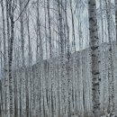 천생산_숲길(등산)3코스 | 인제 원대리 속삭이는자작나무숲 : 등산코스와 소요시간 정리