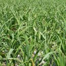 옥산영농조합법인2 이미지