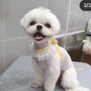 은마로동물병원 이미지