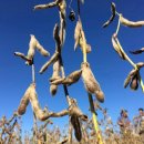 행진농장 이미지