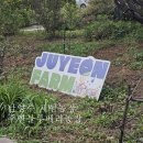 179 | 서울근교 남양주 주연블루베리농장에서 아기랑 가을 밤줍기 마들렌 쿠킹 체험하고 왔어요