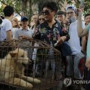 Fall in dog 이미지