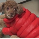 코코와사람들 이미지