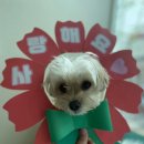 웰컴댕댕 이미지