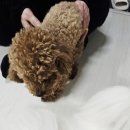 양평특수견 네이버블로그