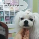 도그앤 제이 이미지