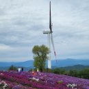 꽃별 | 거창 별바람언덕 감악산꽃별여행 아스타국화축제 - 방문후기