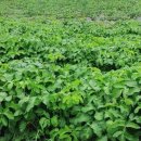 아리랑식품영농조합법인 이미지