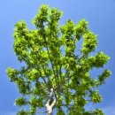 은행나무내과의원 이미지