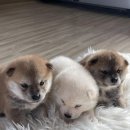합천 일번지 켄넬 | 부산마메시바 막둥이로 데려왔던 더퍼피 부산점