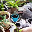 하나뽑아바 이미지