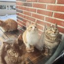 양옥집소정원 이미지