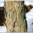 산수유(층층나무과 층층나무속 낙엽 활엽 소교목) 이미지