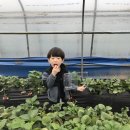 초아 태권도 | 중랑구 면목동 초아태권도!! 신나는 딸기체험