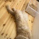 길고양이 마을(카스카) 네이버블로그