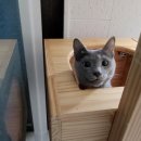 묘랑 고양이 전문호텔 이미지