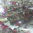 앵두나무우물가에 이미지