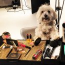 아모르디 이미지