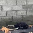 [입양.임보 홍보] 배를 두 번이나 개복했지만, 사람이 좋은 깜고 입양. 임보 홍보합니다 (D-4) 이미지
