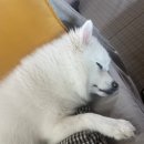 공항 가까운 전원주택 펫시터 | [ 부루동 애견민박 ] 인천공항 근처 / 전원주택 24시간 함께하는 펫시터 솔직한 후기