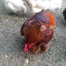 나른한 오후의 목욕 이미지