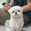 꼬순내유치원 이미지