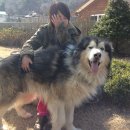 아지사랑 이미지