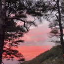 숲의하루