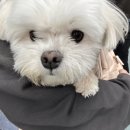 라이크몽 이미지