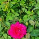 묵동장로교회 이미지