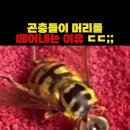 조선왕조 생존전략을 잘보여주는 영상(고려숙주 조선) 이미지