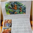 명품과일 | 카라향 제주명품, 봄날의 과일로 10kg 구입 + 5kg 덤으로~ 제주 만감류 냇동산 구입 후기