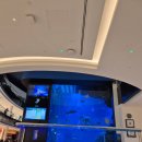 아쿠아리움 | [두바이 - 신혼여행] 두바이몰 아쿠아리움 후기